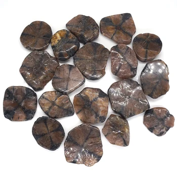 Natūralus chiastolitas Tumbled Stone Dribsnių gijimo kristalų mineralinis pavyzdys Birus brangakmenis 